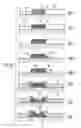 Fig. 07 - Method of synthesizing nanoscale filamentary structures, and electronic components comprising such structures