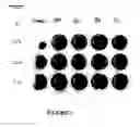 Fig. 03 - Method for enhancing bone formation