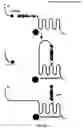 Fig. 09 - Method for enhancing bone formation