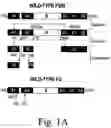 Fig. 02 - Inactivation resistant factor VIII
