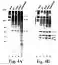 Fig. 06 - Inactivation resistant factor VIII