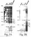Fig. 07 - Inactivation resistant factor VIII