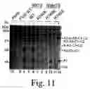 Fig. 12 - Inactivation resistant factor VIII