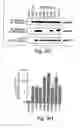 Fig. 09 - Anti-inflammatory compounds and uses thereof