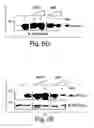 Fig. 11 - Anti-inflammatory compounds and uses thereof