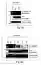 Fig. 20 - Anti-inflammatory compounds and uses thereof