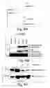 Fig. 22 - Anti-inflammatory compounds and uses thereof