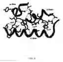 Fig. 05 - P21 derived peptides and uses thereof