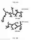 Fig. 06 - P21 derived peptides and uses thereof