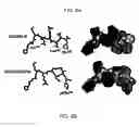 Fig. 07 - P21 derived peptides and uses thereof