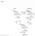 Fig. 02 - Podophyllotoxin