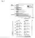 Fig. 04 - Podophyllotoxin