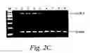 Fig. 08 - Inhibition of gene expression using RNA interfering agents