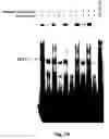 Fig. 05 - STAT3 decoy oligonucleotides and uses therefor