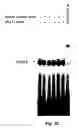 Fig. 07 - STAT3 decoy oligonucleotides and uses therefor