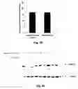 Fig. 08 - STAT3 decoy oligonucleotides and uses therefor