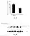 Fig. 09 - STAT3 decoy oligonucleotides and uses therefor