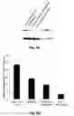 Fig. 12 - STAT3 decoy oligonucleotides and uses therefor