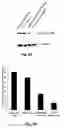 Fig. 13 - STAT3 decoy oligonucleotides and uses therefor