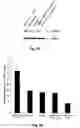 Fig. 15 - STAT3 decoy oligonucleotides and uses therefor