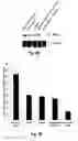 Fig. 16 - STAT3 decoy oligonucleotides and uses therefor