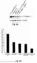 Fig. 17 - STAT3 decoy oligonucleotides and uses therefor