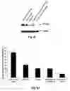 Fig. 18 - STAT3 decoy oligonucleotides and uses therefor