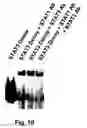 Fig. 22 - STAT3 decoy oligonucleotides and uses therefor