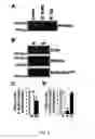 Fig. 06 - Phosphodiesterase 4D in the ryanodine receptor complex protects against heart failure