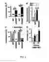 Fig. 07 - Phosphodiesterase 4D in the ryanodine receptor complex protects against heart failure