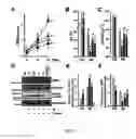 Fig. 08 - Phosphodiesterase 4D in the ryanodine receptor complex protects against heart failure