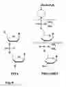 Fig. 09 - Antisense antiviral compounds and methods for treating foot and mouth disease