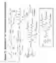 Fig. 71 - RNA interference mediated inhibition of gene expression using chemically modified short interfering nucleic acid (siNA)