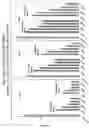 Fig. 29 - RNA interference mediated inhibition of gene expression using chemically modified short interfering nucleic acid (siNA)