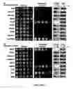 Fig. 05 - Fungicidal effect by regulating signal transduction pathways