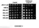 Fig. 06 - Fungicidal effect by regulating signal transduction pathways