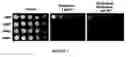 Fig. 08 - Fungicidal effect by regulating signal transduction pathways