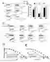 Fig. 05 - Iptakalim hydrochloride for decreasing nicotine use