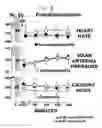 Fig. 14 - Methods for treating a mammal before, during and after cardiac arrest