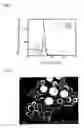 Fig. 10 - Method for producing functional polyimide fine particle and rewritable memory material utilizing change in fluorescence characteristics caused in fluorescence characteristics caused by light irradiation or heat treatment