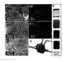 Fig. 01 - Single wall nanotube composites