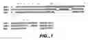 Fig. 02 - Crystallization of IGF-1