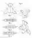 Fig. 02 - Generally triangular-shaped massage tool with three different contact elements