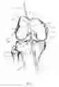 Fig. 02 - Graft fixation device and method