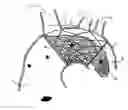 Fig. 01 - Endovascular device for entrapment of participate matter and method for use
