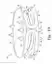 Fig. 09 - Intervertebral disc prosthesis and associated methods