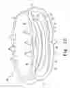 Fig. 11 - Intervertebral disc prosthesis and associated methods
