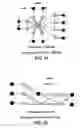 Fig. 13 - ARA type protograph codes