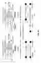 Fig. 15 - ARA type protograph codes