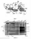Fig. 02 - Apparatus for performing computational transformations as applied to in-memory processing of stateful, transaction oriented systems